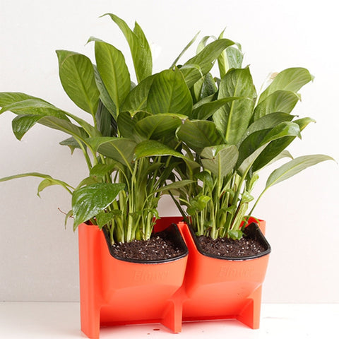 Plant Wall Vertical Indoor and Outdoor Balcony Wall-mounted Flower Pots Creative Combination of Resin Plastic Flower Pots with Removable Pot