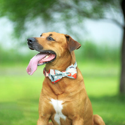 Rose Gold Buckle Pet Detachable Bow Collar, Size:, S 1.5x28-40cm, M 2.0x33-50cm, L 2.5x38-60cm, XL 2.5x43-70cm